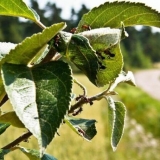 Kako se riješiti mrava na stablu jabuke